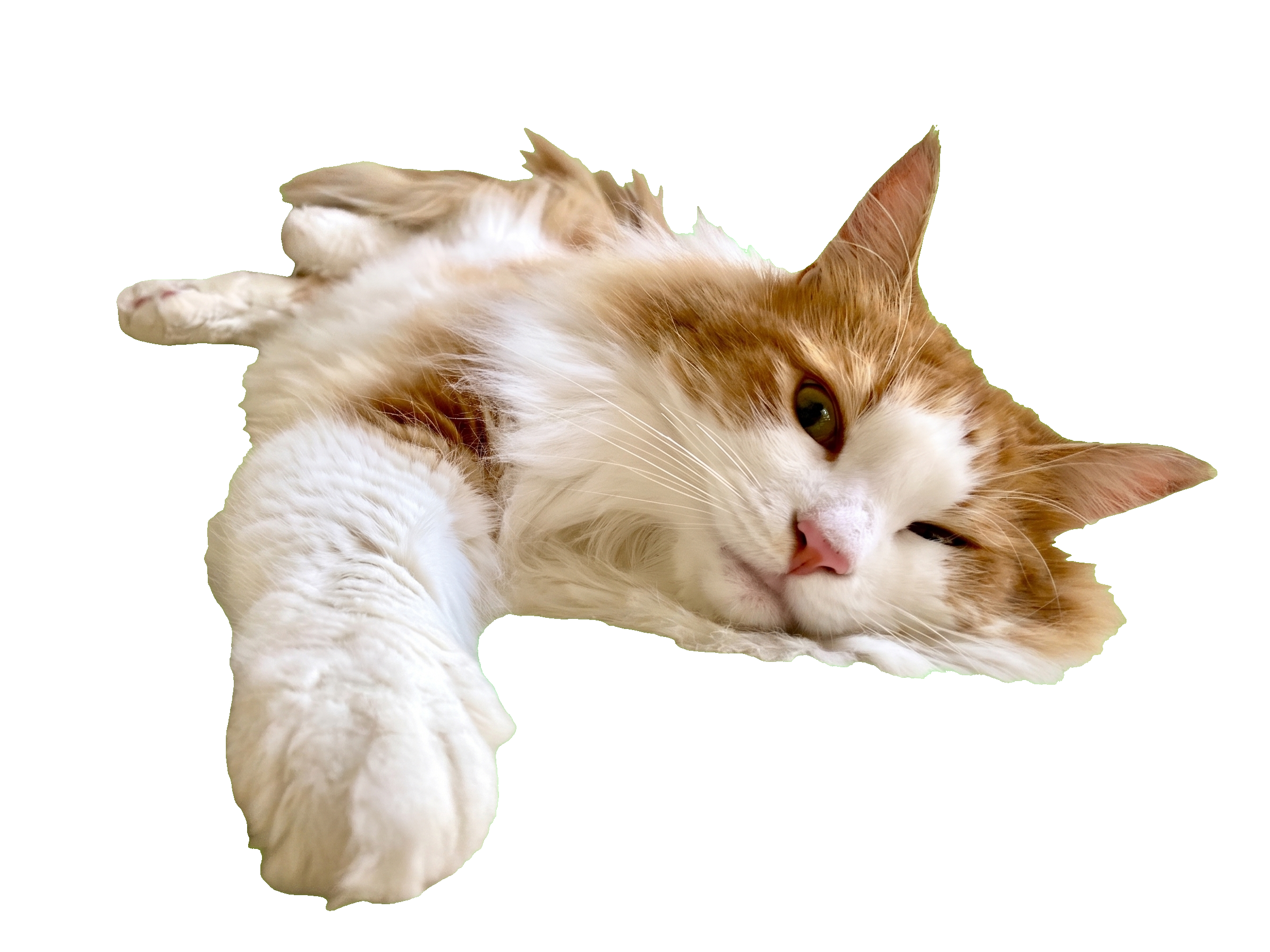 切り抜き猫